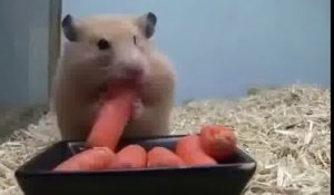 Un hamster + 5 carottes : mais où est-ce qu’il met tout ça ?