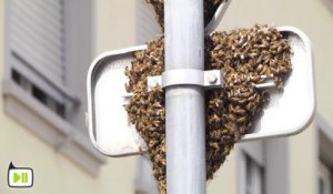Essaim d'abeilles en ville à Strasbourg