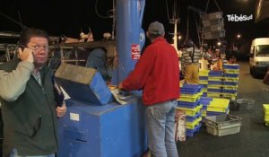 Lorient. La langoustine, un produit essentiel