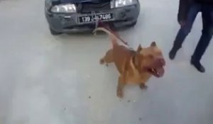 Un pitbull tire une voiture à lui tout seul! Puissant le chien!