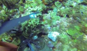 Un requin attaque un plongeur dans les Îles Caïmans