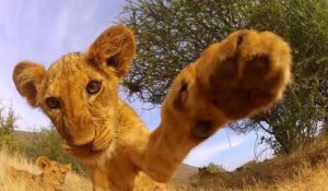 Un Bebe Lion Devant Une Camera Gopro Adorable Sur Orange Videos