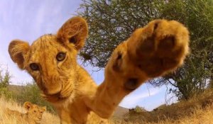 Un bébé lion curieux donne des coups de pattes sur une GoPro! Adorable...