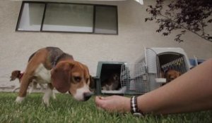 9 chiens Beagle découvrent la lumière du jour