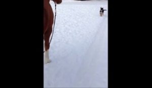 Ce Bebe Chevre Essaye De Cogner Un Cheval Trop Mignon Sur Orange Videos