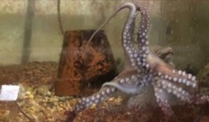 Vidéo d'une pieuvre confrontée à son bras amputé
