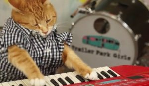 Un chat fait du piano : KEYBOARD CAT