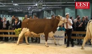 Le concours des vaches montbéliardes à la Foire Comtoise 2014