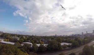 Un aigle attaque un drone en plein vol!