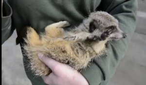 Hilarant : ce suricate est mort de rire quand on le chatouille