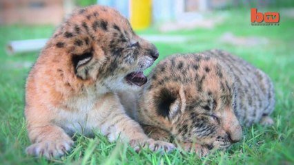 Des Bebes Liligres Croisement Entre Un Ligre Et Un Lion Trop Mignon Sur Orange Videos