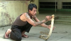 En Birmanie, les serpents tuent plus qu'ailleurs dans le monde