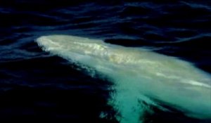 Les images d'une rare baleine albinos