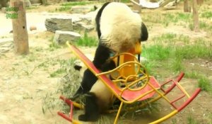 Des PANDAS trop mignons qui tombent - Compil de Fails de pandas