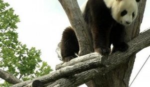 Découvrez comment le zoo de Beauval recycle les crottes de panda - 20/06