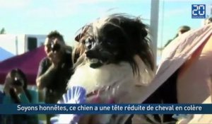 Peanut, le chien le plus moche du monde en 2014