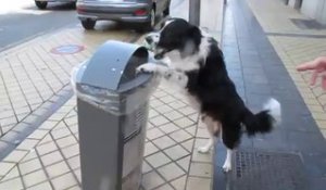 Insolite : un chien dépose une canette dans une poubelle de Calais