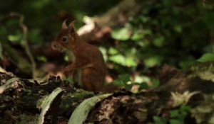 L'écureuil roux (Le Tour de France de la biodiversité 2/21)