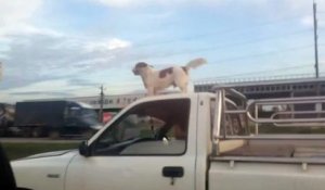 Chien sur une voiture