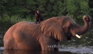 Un éléphant et un chien meilleurs amis jouent dans l'eau! Magique...