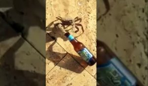 Un crabe lui vole sa bière
