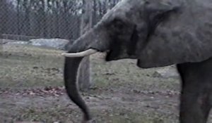Elephants Are Awesome - Compilation d'animaux trop mignons...