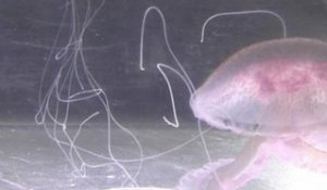 Antibes: des filets installés pour lutter contre les méduses - 16/07