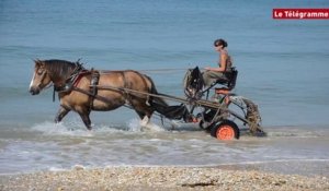 Plouhinec (56). Une jument pour nettoyer les plages