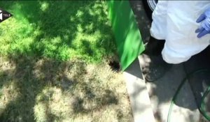 Californie: avec les peintres de pelouse, l'herbe est plus verte
