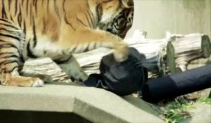 Mode : des jeans usés par les tigres d'un zoo japonais