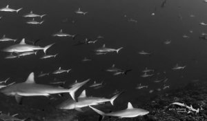 Banc de centaines de requins... Flippant!