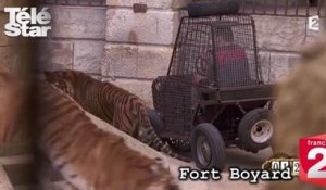 Fort Boyard : Baptiste Giabiconi effrayé face aux tigres