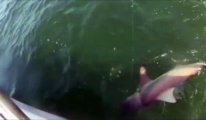 Un mérou géant happe un requin