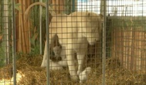 Rare naissance de lionceaux blancs dans un cirque allemand
