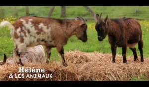 Hélène et les animaux - Teaser - France 5
