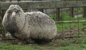 L’imposante toison d’un mouton de six ans jamais tondu