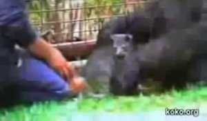 Koko, le gorille qui parle, pleure son petit chat disparu