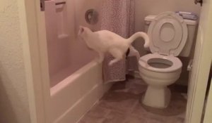 Un chat tente de faire ses besoins dans les toilettes
