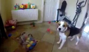 Un chien partage ses jouets avec un bébé