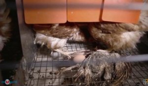 Les conditions d'élevage des poules dénoncées chez Système U