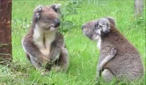 Avez-vous déjà vu : deux koalas qui se battent ?