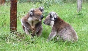 Quand des koalas s'embrouillent : Trop chou !