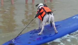 1ere compétition de surf canin en France