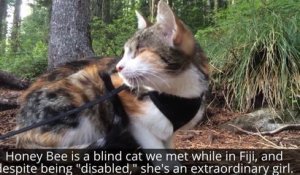 Vous ne croirez jamais que c'est chatte est aveugle !