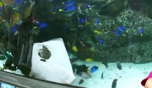 Une raie essaie de manger un poisson dans un aquarium