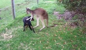 Un kangourou prend soin d'un chien d'une manière un peu ambigue