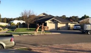 Bagarre de kangourous en Australie !