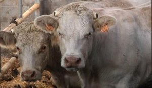 Normandie: un éleveur retrouve une vache découpée en morceaux