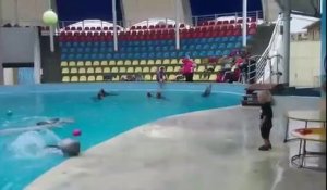 Un enfant joue à la balle avec un dauphin! Moment magique..
