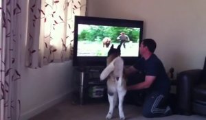 Un Chien veut attaquer un ours qui passe à la télé